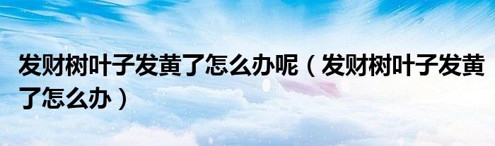 发财树叶子发黄了怎么办呢（发财树叶子发黄了怎么办）