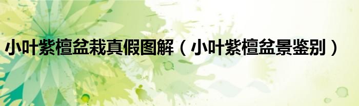 小叶紫檀盆栽真假图解（小叶紫檀盆景鉴别）