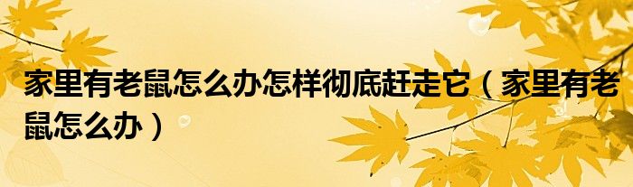 家里有老鼠怎么办怎样彻底赶走它（家里有老鼠怎么办）