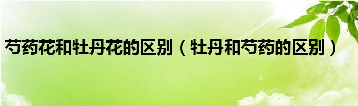 芍药花和牡丹花的区别（牡丹和芍药的区别）