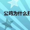 公鸡为什么打鸣的传说（公鸡为什么打鸣）