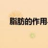 脂肪的作用与缺乏的危害（脂肪的作用）