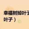 幸福树掉叶子一碰就掉是怎么回事（幸福树掉叶子）