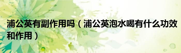 浦公英有副作用吗（浦公英泡水喝有什么功效和作用）