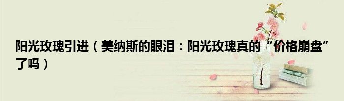阳光玫瑰引进（美纳斯的眼泪：阳光玫瑰真的“价格崩盘”了吗）
