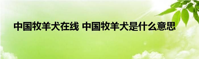 中国牧羊犬在线 中国牧羊犬是什么意思