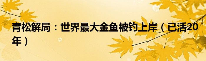 青松解局：世界最大金鱼被钓上岸（已活20年）