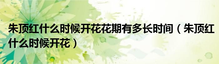 朱顶红什么时候开花花期有多长时间（朱顶红什么时候开花）