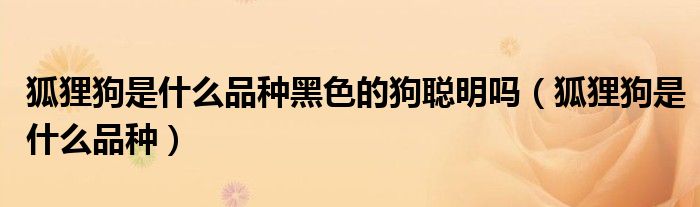 狐狸狗是什么品种黑色的狗聪明吗（狐狸狗是什么品种）