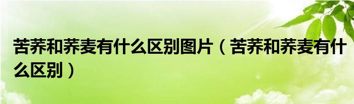 苦荞和荞麦有什么区别图片（苦荞和荞麦有什么区别）