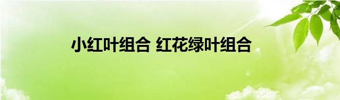 小红叶组合 红花绿叶组合