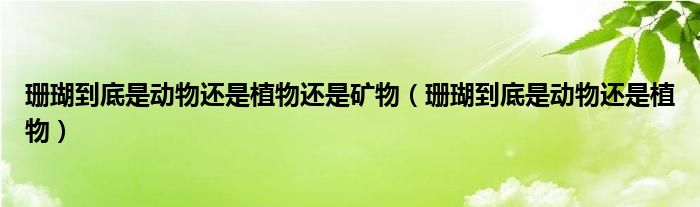 珊瑚到底是动物还是植物还是矿物（珊瑚到底是动物还是植物）