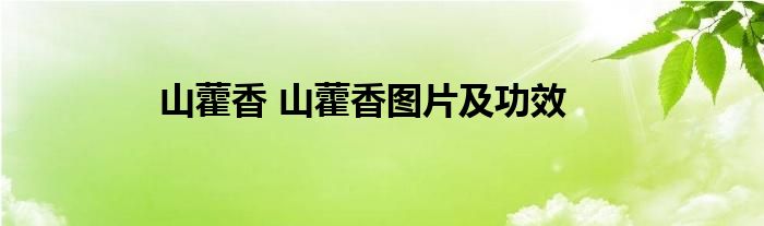 山藿香 山藿香图片及功效