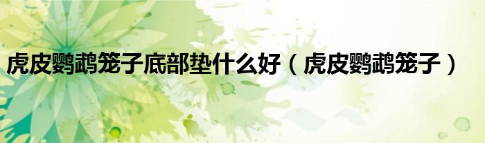 虎皮鹦鹉笼子底部垫什么好（虎皮鹦鹉笼子）