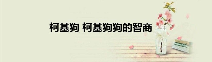 柯基狗 柯基狗狗的智商