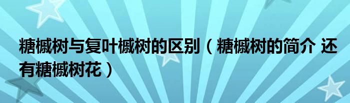 糖槭树与复叶槭树的区别（糖槭树的简介 还有糖槭树花）