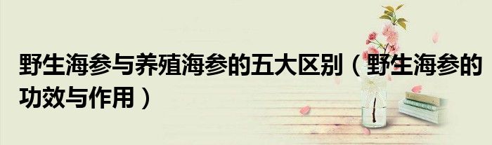 野生海参与养殖海参的五大区别（野生海参的功效与作用）