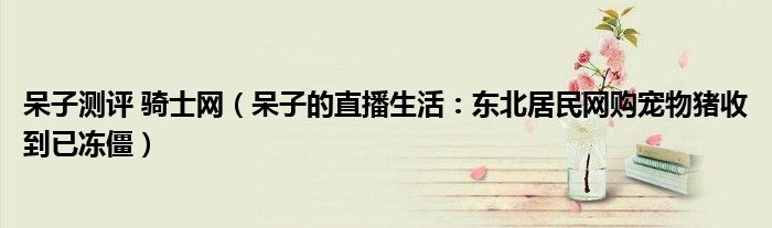 呆子测评 骑士网（呆子的直播生活：东北居民网购宠物猪收到已冻僵）