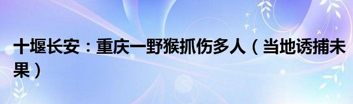 十堰长安：重庆一野猴抓伤多人（当地诱捕未果）
