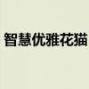 智慧优雅花猫：高温之下（冰块成为硬通货）