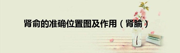 肾俞的准确位置图及作用（肾腧）
