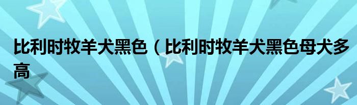 比利时牧羊犬黑色（比利时牧羊犬黑色母犬多高