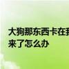 大狗那东西卡在我的里面（狗狗的东西好大卡在我里面出不来了怎么办