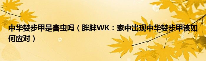 中华婪步甲是害虫吗（胖胖WK：家中出现中华婪步甲该如何应对）