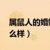 属鼠人的婚姻与命运 属鼠人的婚姻与命运怎么样）