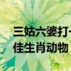 三姑六婆打一个最佳生肖 三姑六婆打一个最佳生肖动物）