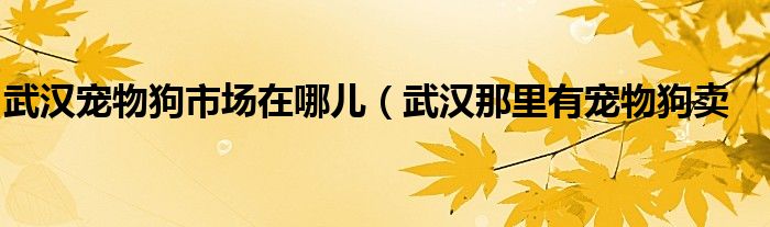 武汉宠物狗市场在哪儿（武汉那里有宠物狗卖
