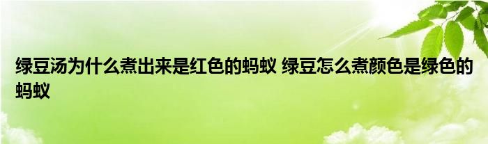 绿豆汤为什么煮出来是红色的蚂蚁 绿豆怎么煮颜色是绿色的蚂蚁