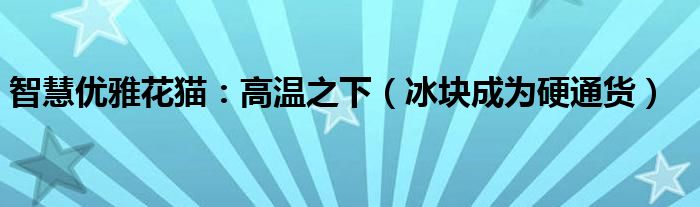 智慧优雅花猫：高温之下（冰块成为硬通货）