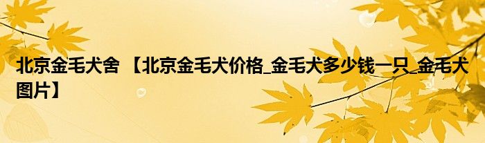 北京金毛犬舍 【北京金毛犬价格_金毛犬多少钱一只_金毛犬图片】