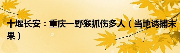 十堰长安：重庆一野猴抓伤多人（当地诱捕未果）
