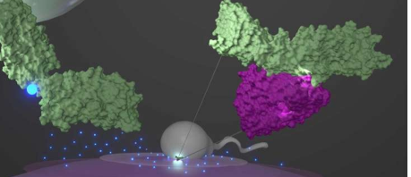 科学家成功模拟启动受精的蛋白质复合物