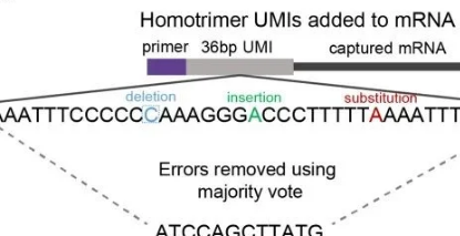 新研究提高了高通量测序中分子定量的准确性