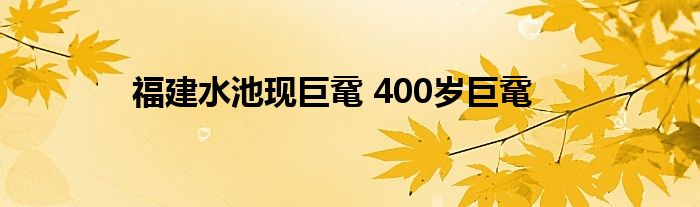 福建水池现巨鼋 400岁巨鼋