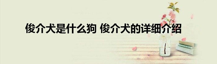 俊介犬是什么狗 俊介犬的详细介绍