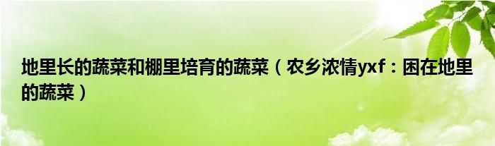 地里长的蔬菜和棚里培育的蔬菜（农乡浓情yxf：困在地里的蔬菜）