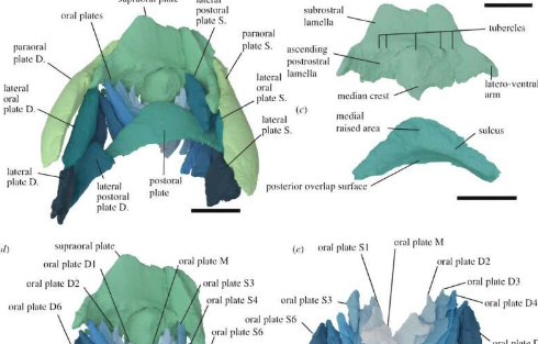 古代无颌鱼的 3D 嘴巴表明它们是滤食性动物而不是食腐动物或猎人