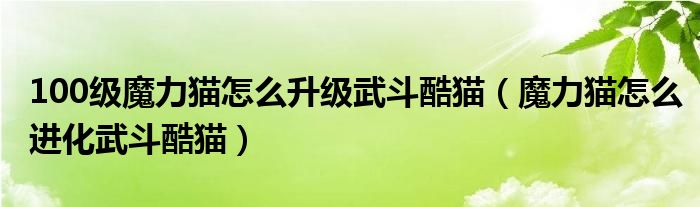 100级魔力猫怎么升级武斗酷猫（魔力猫怎么进化武斗酷猫）