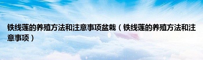 铁线莲的养殖方法和注意事项盆栽（铁线莲的养殖方法和注意事项）