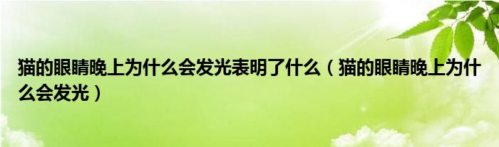 猫的眼睛晚上为什么会发光表明了什么（猫的眼睛晚上为什么会发光）