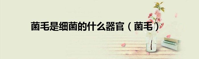 菌毛是细菌的什么器官（菌毛）